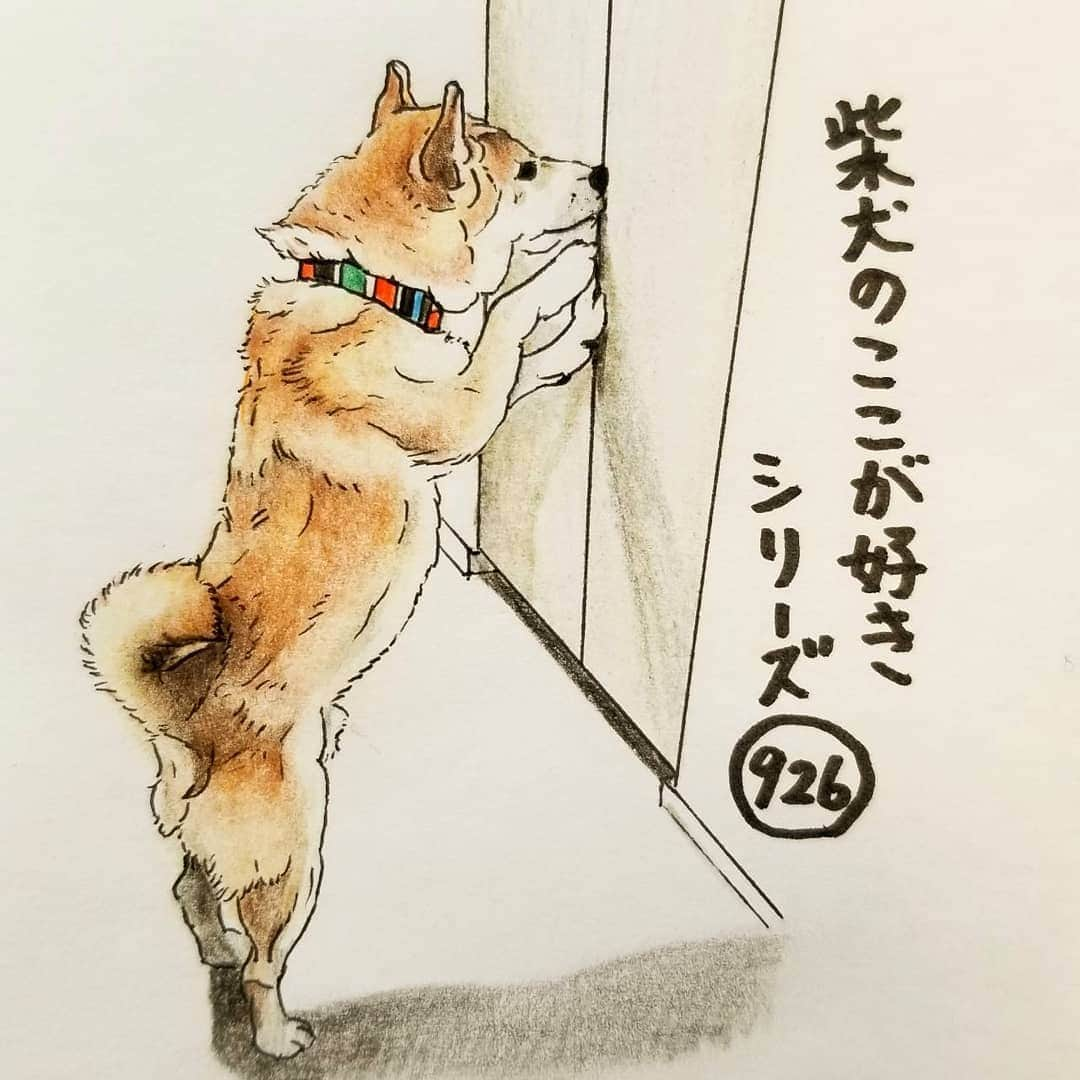 ハナとソラさんのインスタグラム写真 - (ハナとソラInstagram)「* #ここ柴部 『柴犬のここが好きシリーズ926』 うまうま発掘隊になるとこ。  ここ！ ここにあります！  うまうまがどこから出てくるのか ちゃんと知ってます。 * No.926 “My food is put on this shelf.” * モデルは @shiba_ryu_tan さんとこの龍之介くんです💕 #柴犬のここが好き #favoritepartsofshibainu #illustgram #dogart #drowing #shibastagram #shibainu #colorpencil #illustgram #柴犬 #イラスト #いらすとぐらむ #しばすたぐらむ #柴公園イラスト #うまうま #うまうま発掘隊 #色鉛筆 #うまうま探し」11月15日 17時52分 - nsdikm_hanasora