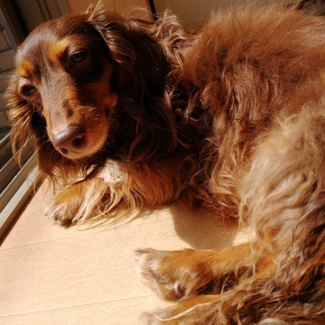ななこさんのインスタグラム写真 - (ななこInstagram)「今日はとても良い天気でした☀ ※ ※ #犬 #愛犬 #ダックス #カニンヘン　 #dog #dachshund #dogstagram  #doxie #instadog #instadachshund  #petstagram #dachshundsofinstagram」11月15日 17時52分 - nanaco_dachs