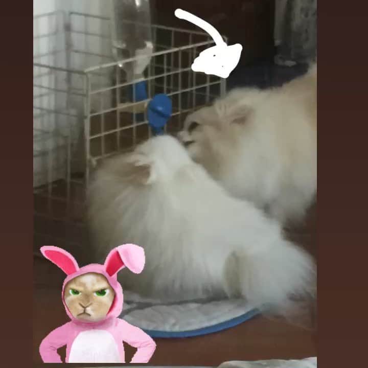 JEWELのインスタグラム：「Pancake always annoying me 🙄 #9gag #puppiesofinstagram #dogsofinstagram #petsofinstagram #petstagram #petsofinsta #weeklyfluff #buzzfeedanimals」