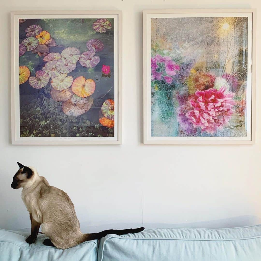 Tea and sittingのインスタグラム：「🌿...I decided to try out having a couple of large prints made for my Open House @64sandgate which opens for the first weekend tomorrow... I particularly wanted to print these two images as they are some of my more painterly, textural photographs; both of which have inspired recent acrylic paintings. ‘Wet Lily Pads’ was taken at Garfield Park Conservatory on my recent trip to Chicago and ‘Rainy Dahlia’ was taken at home in Brighton through my kitchen window...I got rained on on both occasions! ( They measure 55cm x 67cm  unframed, are signed and numbered up to 50 and are available for £95 worldwide and £205 framed if you’re in the UK. They will be in my shop soon, but you can DM me before they actually land there if you’d like to order one )」