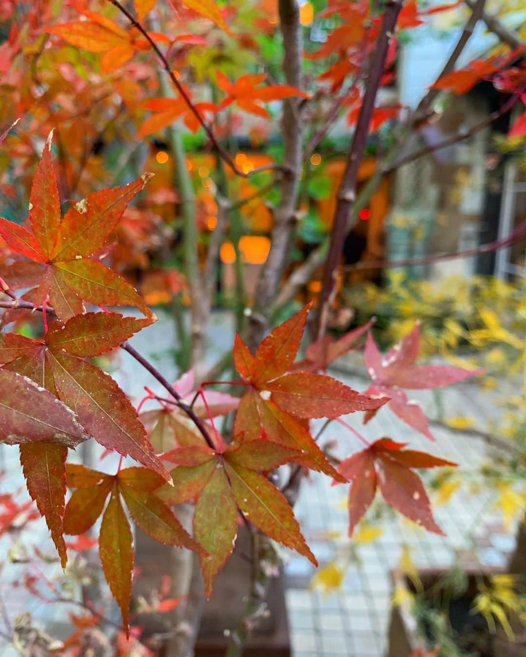 Leau a la boucheさんのインスタグラム写真 - (Leau a la boucheInstagram)「・ お庭に紅葉の活け込みが入りました✨ 春の桜だけでなく、秋の紅葉もお愉しみ頂けたら幸いです。 ・ シェフ中嶋のスペシャリテの一品でもある 『フォアグラのソテー 栗とエスプレッソソース』を始め 旬の海の幸・山の幸をご堪能下さいませ。 ジビエ料理もお愉しみ頂けます！ ・ #秋 #日本の秋 #紅葉 #紅葉デート  #秋の味覚 #ロアラブッシュ #フレンチレストラン #フランス料理#フレンチ#東京グルメ #東京レストラン  #文化財レストラン #登録有形文化財#渋谷#青山 #結婚式#レストランウエディング #記念日デート #ジビエ料理  #leaualabouche #restaurant  #frenchrestaurant #tokyorestaurant #restaurantwedding #autumninjapan #leaualabouche_tokyo」11月15日 18時14分 - maison_du_musee_tokyo_aoyama