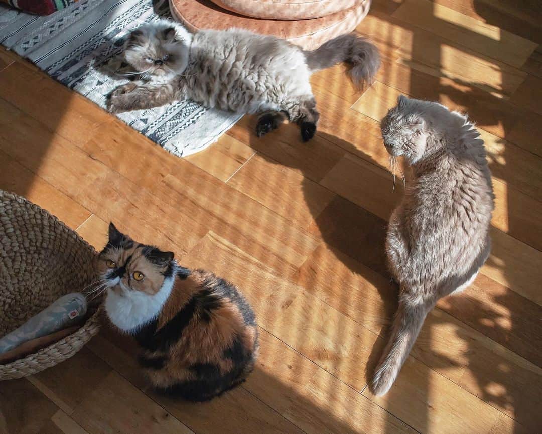 清水桜子さんのインスタグラム写真 - (清水桜子Instagram)「日向に集う猫たち。 近頃のんも、日向ぼっこ好きになってきた。」11月15日 18時29分 - sakuracos