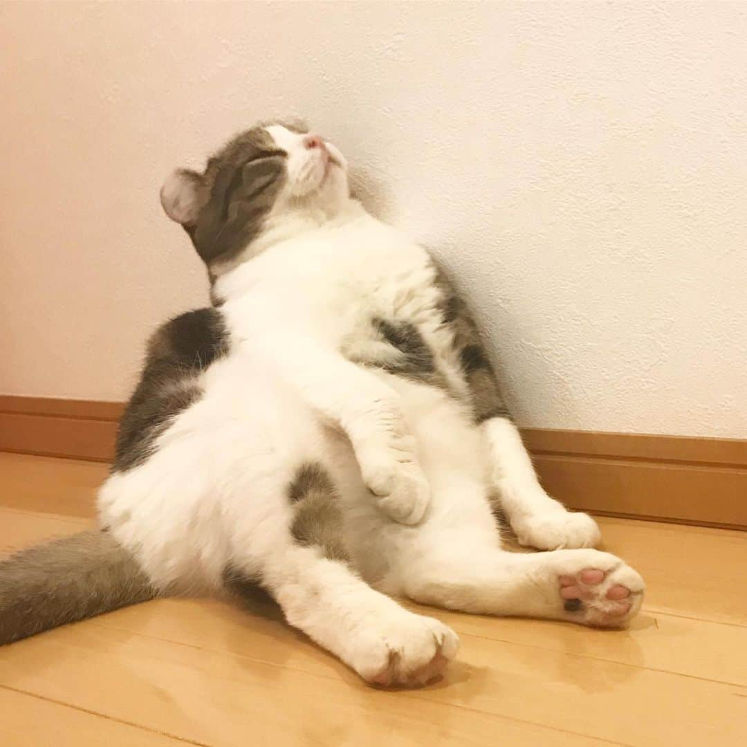 スノーのインスタグラム：「Me after a long week on Friday 😴 • Have a good weekend! • #catsofinstagram #meowed #catstagram #catofinstagram #instagood #cat #cats #kucing #gato #chat #catloversclub #catlover #9gag #weeklyfluff #pleasantcats #kedi #katze #kawaii #neko #instagramjapan #고양이 #кот #แมว #猫 #ふわもこ部 #ペコねこ部」