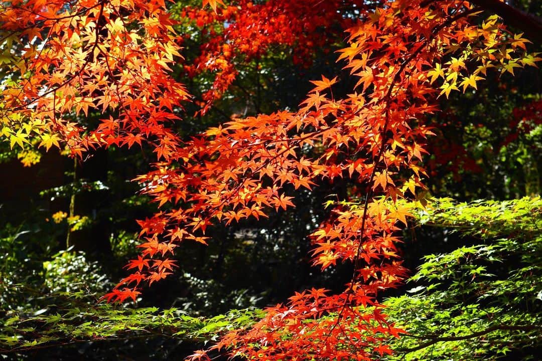 のインスタグラム：「紅葉🍁綺麗 . #yufuin #oita #travel #kyushu #trip #湯布院 #紅葉 #大分 #九州 #観光 #紅葉狩り #旅 #金鱗湖」