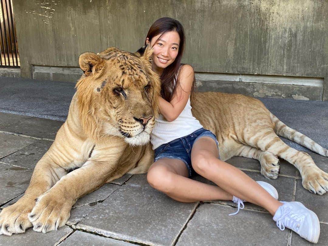 小堀桃子さんのインスタグラム写真 - (小堀桃子Instagram)「. . #huahin #huahinsafaripark  #safaripark #虎とライオンのハーフ　#ライガー」11月15日 18時51分 - kobo_mo