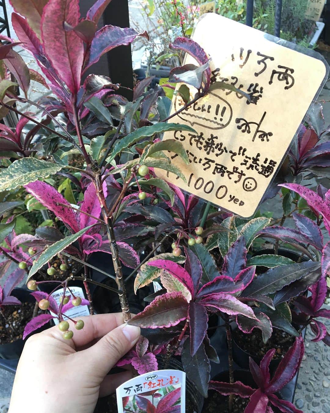 MILLE ECLAT.のグルメインスタ