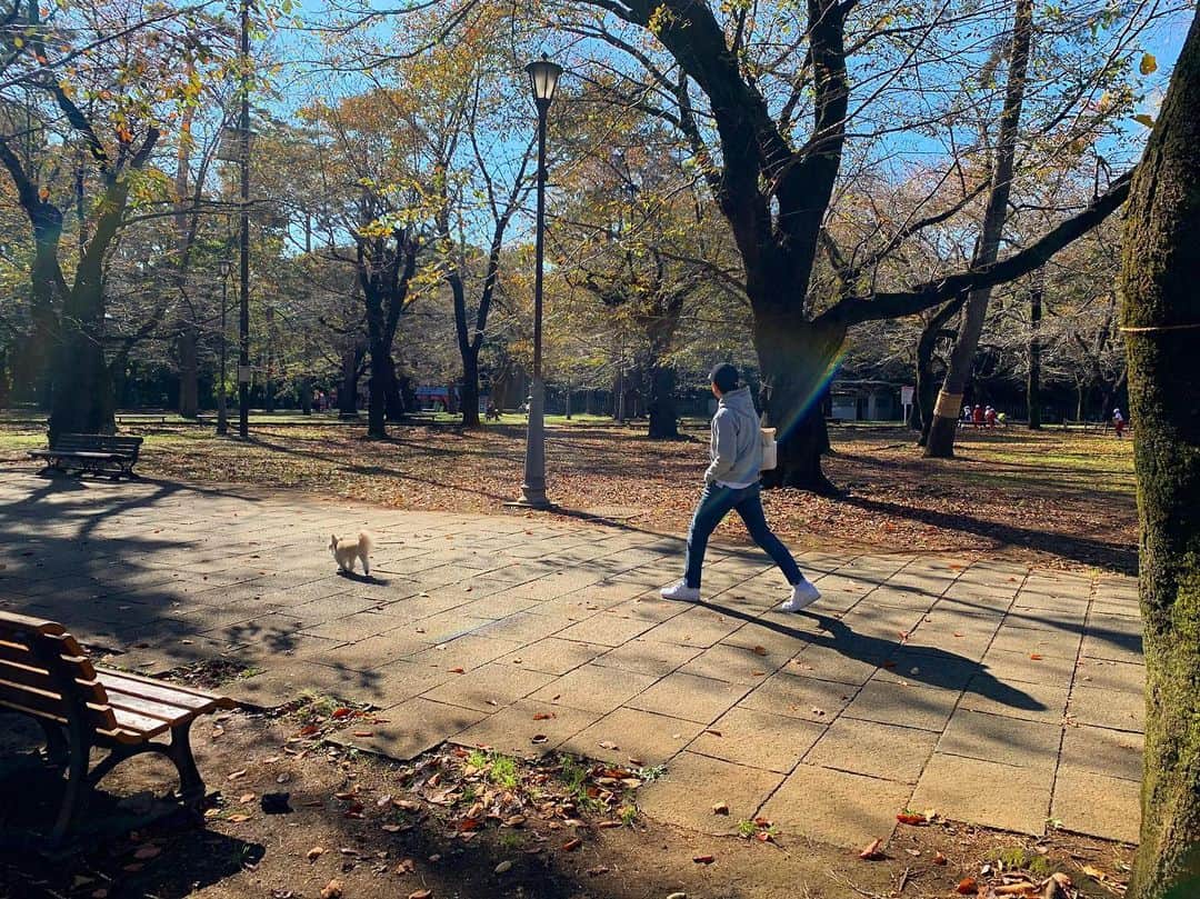 山中崇史のインスタグラム：「日差しが綺麗な朝 #散歩 #犬の散歩」