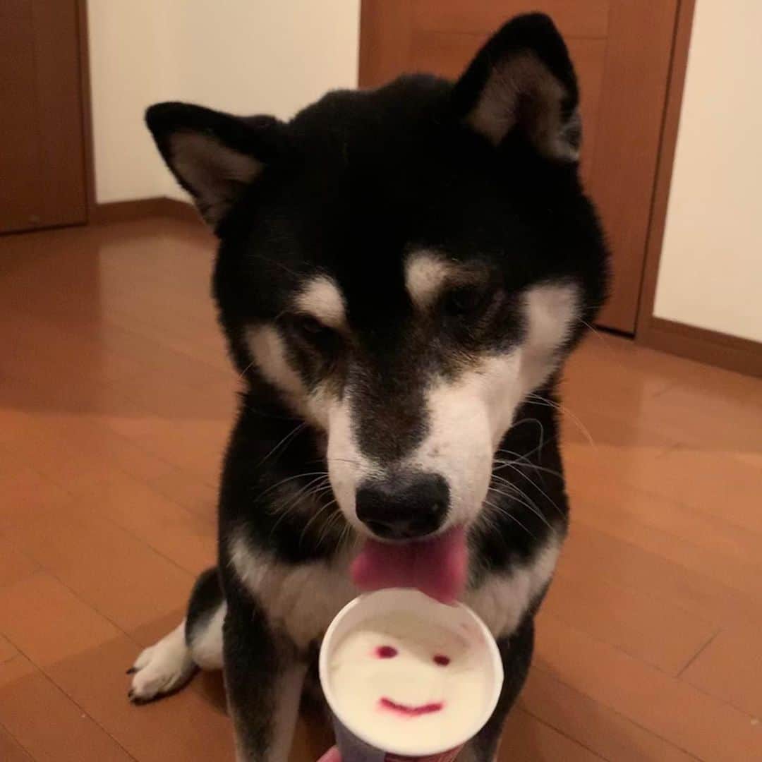のインスタグラム：「◡̈ #パナップスマイル #パナップミニセレ #パナップグレープ #豆も気になるぅ #ぺろりすと #ペロリスト #黒柴 #柴犬 #柴犬と一緒 #柴犬のいる暮らし #柴犬のいる生活 #わんこと一緒 #わんこのいる暮らし #わんこのいる生活」