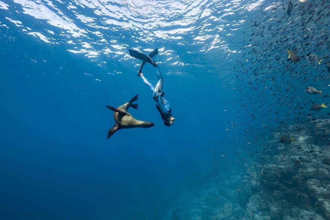 二木あいさんのインスタグラム写真 - (二木あいInstagram)「Trying to get my attention😜 Photographed @fabriceguerin  Special Thanks @phoceamexico @blancpain1735 @bewet_water_suits @breier.sas @aqua_lung_japan @shigeta_paris  #underwater #freediving #underwaterworld #onebreath #zen #tranquility #health #love #happiness #smile #life #calmness #mindfullness #communication #mind #serenity #beauty #oneness #interaction #nature #ocean #earth #coexist #abstract #aifutaki #blancpainoceancommitment」11月15日 20時34分 - aifutaki