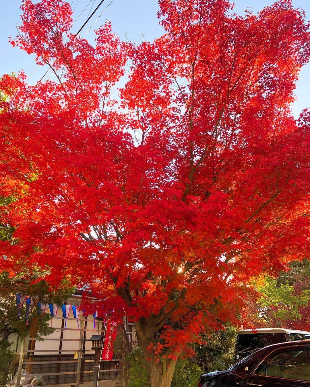 大槻瞳さんのインスタグラム写真 - (大槻瞳Instagram)「赤々と:) #beautiful#autumn#fallcolors#紅葉#信州#松本市」11月15日 21時00分 - hitomi_otsuki_55