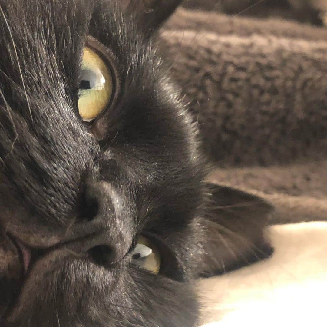 azのインスタグラム：「ひょっこりチャンチャン ・ #ねこすたぐらむ #ねこ #ねこと暮らす #ねこ部 #catstagram #cats_of_instagram #catloversclub #にゃんすたぐらむ #にゃんこ #猫 #猫のいる暮らし #ccoちゃん #最後動画です」