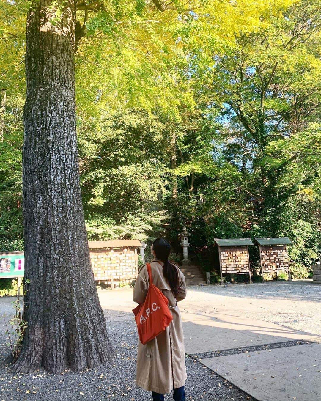 森貴美子さんのインスタグラム写真 - (森貴美子Instagram)「コーヒー片手に2時間ぐらい散歩🚶‍♀️ 神社⛩参拝🙏 光と風を受けて一瞬ごとに葉の色をキラキラと変える銀杏が綺麗でした。 ・ ・ ・ 🧚‍♀️🧚‍♀️🧚‍♀️ ・ ・ ・ #散歩 #神社 #御礼参り #銀杏 #산책 #칭구랑 #일본모델」11月15日 21時53分 - morikimi_morikimi