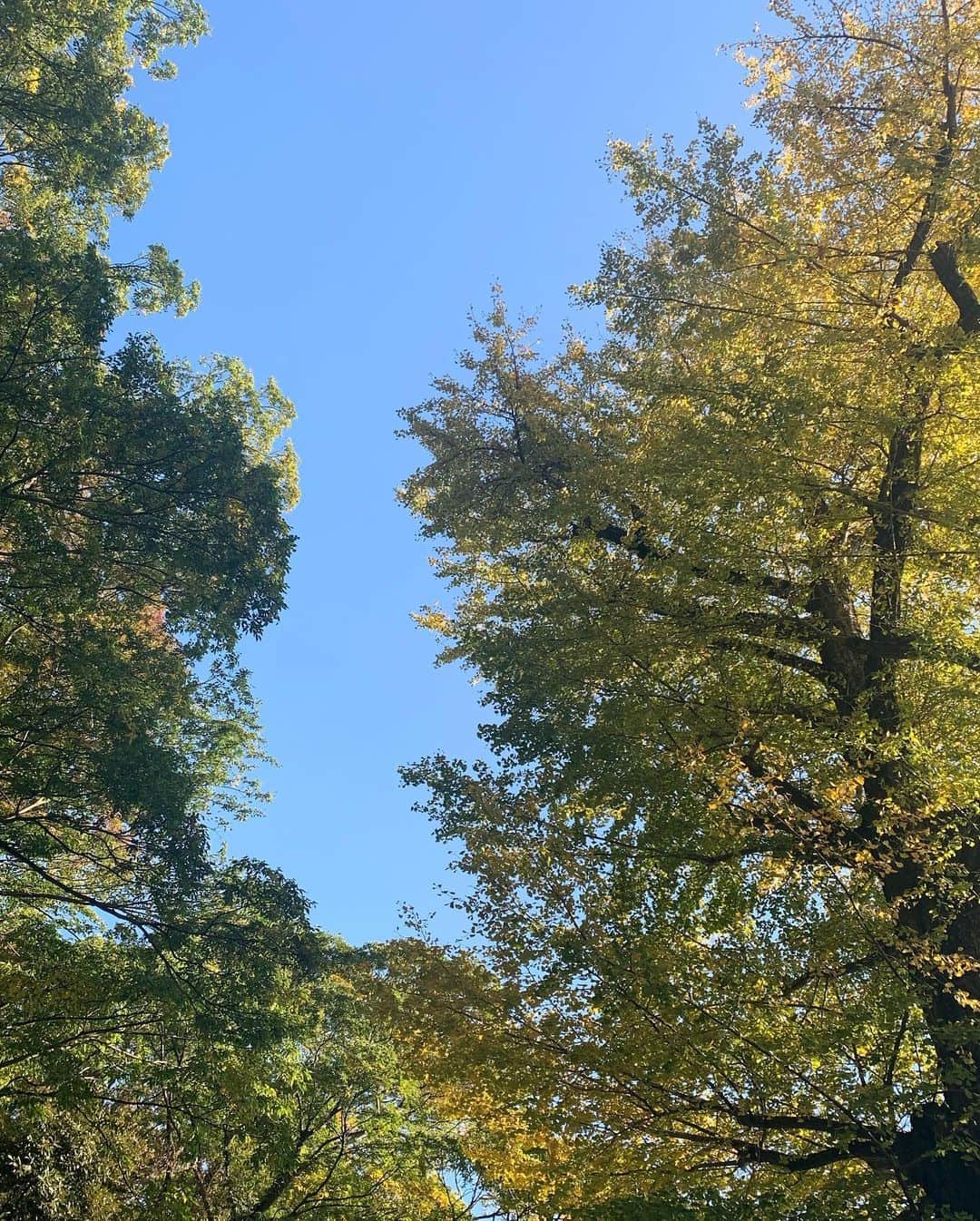 森貴美子さんのインスタグラム写真 - (森貴美子Instagram)「コーヒー片手に2時間ぐらい散歩🚶‍♀️ 神社⛩参拝🙏 光と風を受けて一瞬ごとに葉の色をキラキラと変える銀杏が綺麗でした。 ・ ・ ・ 🧚‍♀️🧚‍♀️🧚‍♀️ ・ ・ ・ #散歩 #神社 #御礼参り #銀杏 #산책 #칭구랑 #일본모델」11月15日 21時53分 - morikimi_morikimi