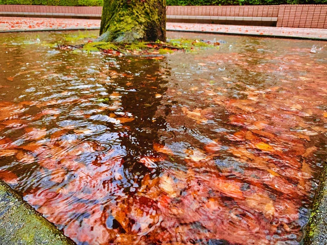 日本工学院さんのインスタグラム写真 - (日本工学院Instagram)「雨と秋。 #雨が降っても景色は綺麗な工学院!! ☆学生投稿写真☆  #日本工学院 #nihonkogakuin #専門学校 #日本工学院八王子専門学校 #日本工学院専門学校 #学生投稿写真 #工学院 #ふとした生活 #紅葉 #秋の日はつるべ落とし #紅葉がいい感じ #紅葉めぐり #紅葉スポット #紅葉ははじまったばかり #枯れ葉のじゅうたん #だれかにみせたい風景」11月15日 22時00分 - nihonkogakuin