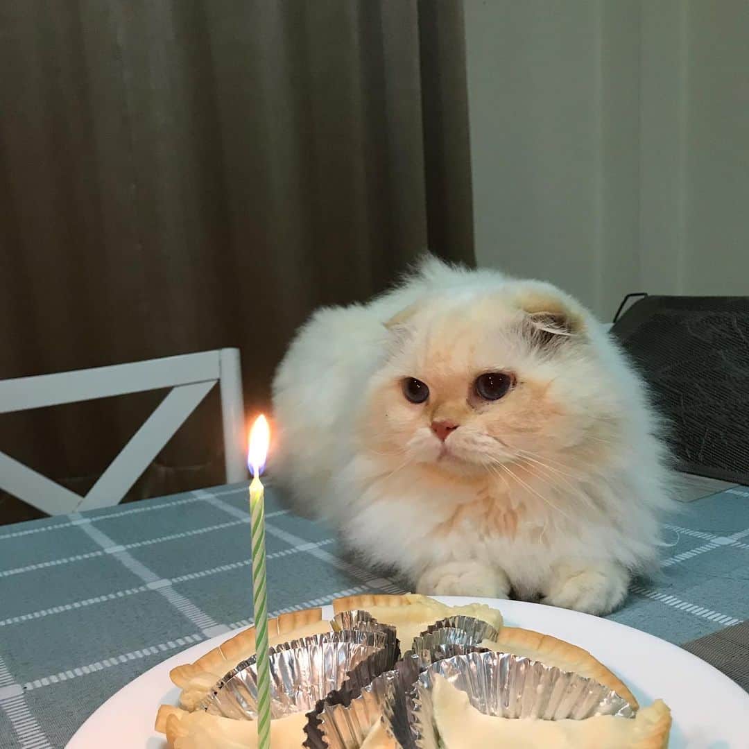 Haruのインスタグラム：「Happy Unbirthday #gentleharper #มองดูเทียนด้วยความอ่อนโยน #นิ่งแบบตุ๊ตา 🧸💗」