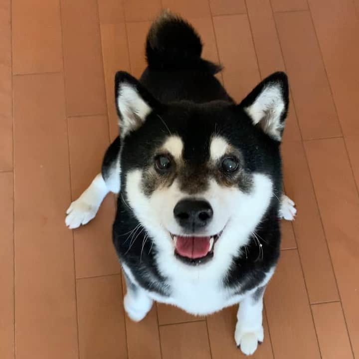 のインスタグラム：「朝ごはんパタパタ🐾 #パタパタ豆 #ごはん待ち柴男子くらぶ #kuroshiba #blackshiba #shibainu #shibastagram #instadog #dogstagram #柴犬 #黒柴 #黑柴 #癒し犬 #いぬら部 #ふわもこ部 #柴犬部 #モフモフ生命体 #柴犬のいる暮らし #柴犬のいる生活 #わんこのいる暮らし #わんこのいる生活 #わんこと一緒 #わんダ動 #わんだふるjapan #taptaptap #happyfeet」