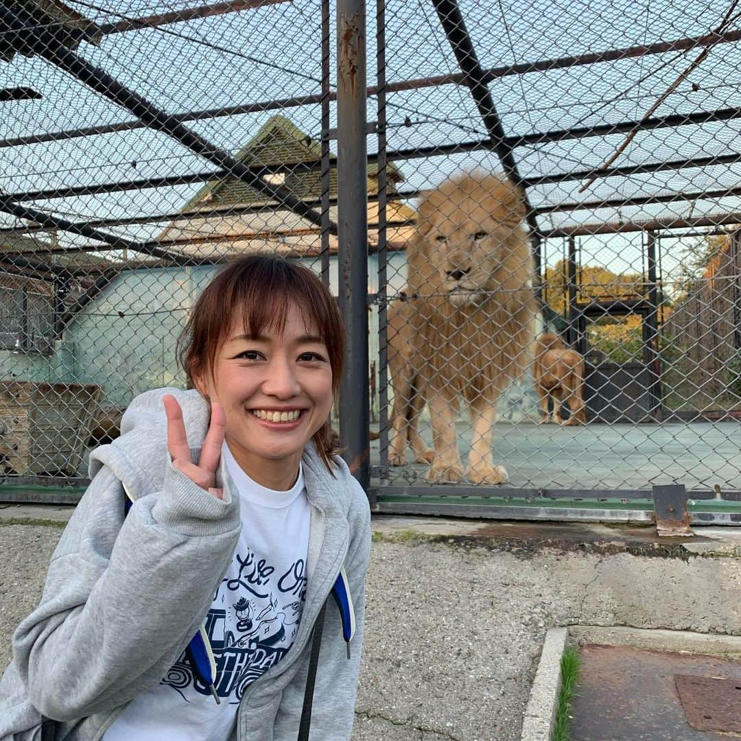 彼方茜香さんのインスタグラム写真 - (彼方茜香Instagram)「姫セン♥ ほんわかテレビのロケで姫センの裏側ロケ行って来ました！気温3度の早朝にどうしても行かなきゃ行けなかった事がありまして(^^)v 放送は12月20日予定です。 動物園、水族館本当にずーっと居れば居るほど分かることが多い♪ #姫路セントラルパーク #大阪ほんわかテレビ #ライオンとツーショト #これが限界領域 #もふもふしたい」11月16日 8時29分 - serikaochikata