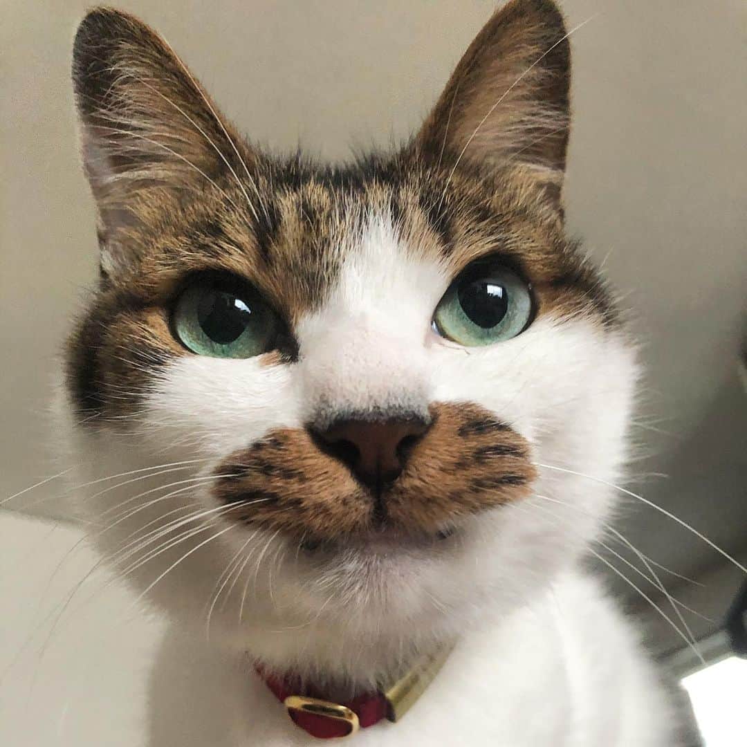 ghemtexのインスタグラム：「口の形が #吽形 ぽくなってますよ。#猫」