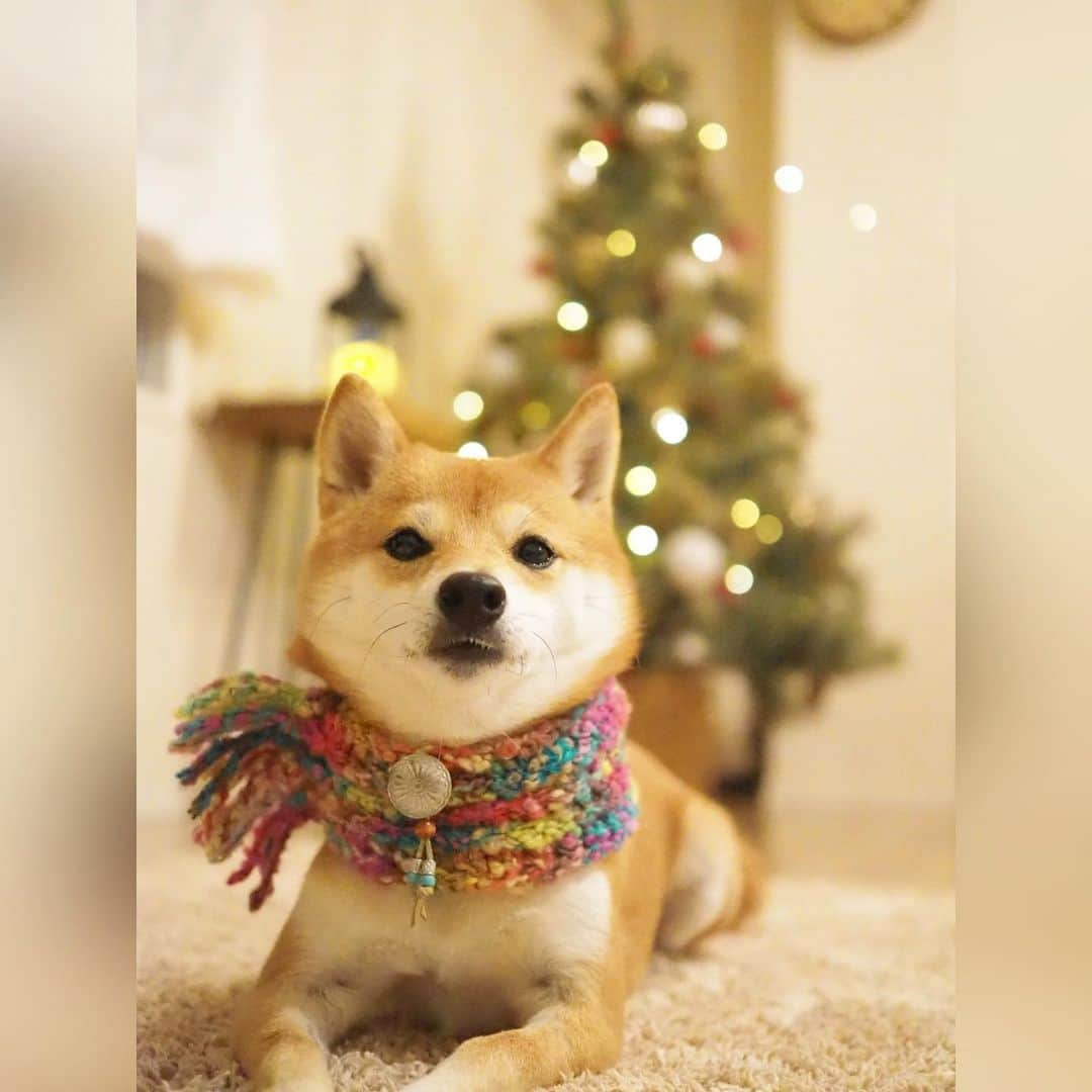 豆柴にこちゃんさんのインスタグラム写真 - (豆柴にこちゃんInstagram)「🐶🎄 おはよー ついにクリスマスツリーが届いた❣️ . が、しかし‼️ やはりデカすぎた😂 150cmなんだけど高さはいいとして かなり幅をとる😂💦 . そして組み立ててる途中が9枚目。 枝がスッカスカで、 ツリー選び失敗したかな… と絶望感に打ちひしがれていたけど オーナメントつけたり色々調整したら なんとかサマになったかなぁ？🎅 .  #ペトことクリスマス2019  #柴犬#豆柴#pecoいぬ部#犬#わんこ#犬#ここ柴部#shibainu#dog#mameshiba#pecotv#dog#いぬのきもち部#しばいぬ#しばけん#こいぬ#シバイヌ#いぬ#イヌ#ペット#日本犬#子犬#puppy##pet#시바견#강아지#개#barked#9gag」11月16日 8時34分 - nikochan.mame48