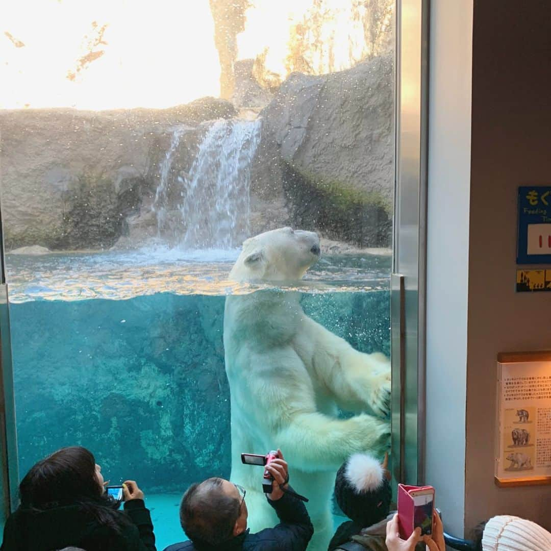 大桃美代子さんのインスタグラム写真 - (大桃美代子Instagram)「一度は来てみたい、旭山動物園。  ゴマフアザラシがサービス精神旺盛で笑ってしまう。  幸せな気持ちにさせたら、勝ち。  廃園の危機から復活させた、  展示の仕方にアイデア満載。  サービスは全方向から、、、の  旭山動物園です。  しかし、一番観察できるのは、、、 人間行動でした。😃 詳しくは、12／2日のブログをごらんくださいね。  プロフィールから飛んでね。 #旭山動物園#笑顔になる#ゴマフアザラシ#旭川#嵐#虎#北極熊 #もぐもぐタイム#北海道#홋가이도 #zoo#funtotrip #タビジョ#地方活性化#hokkaido #visitjapan#genic_mag#一歩先を歩く#地方活性化#旭山 #아사히야마동물원#セカフォト#阪急交通社#一歩先を歩く#世界の動物」11月16日 8時59分 - miyoko_omomo