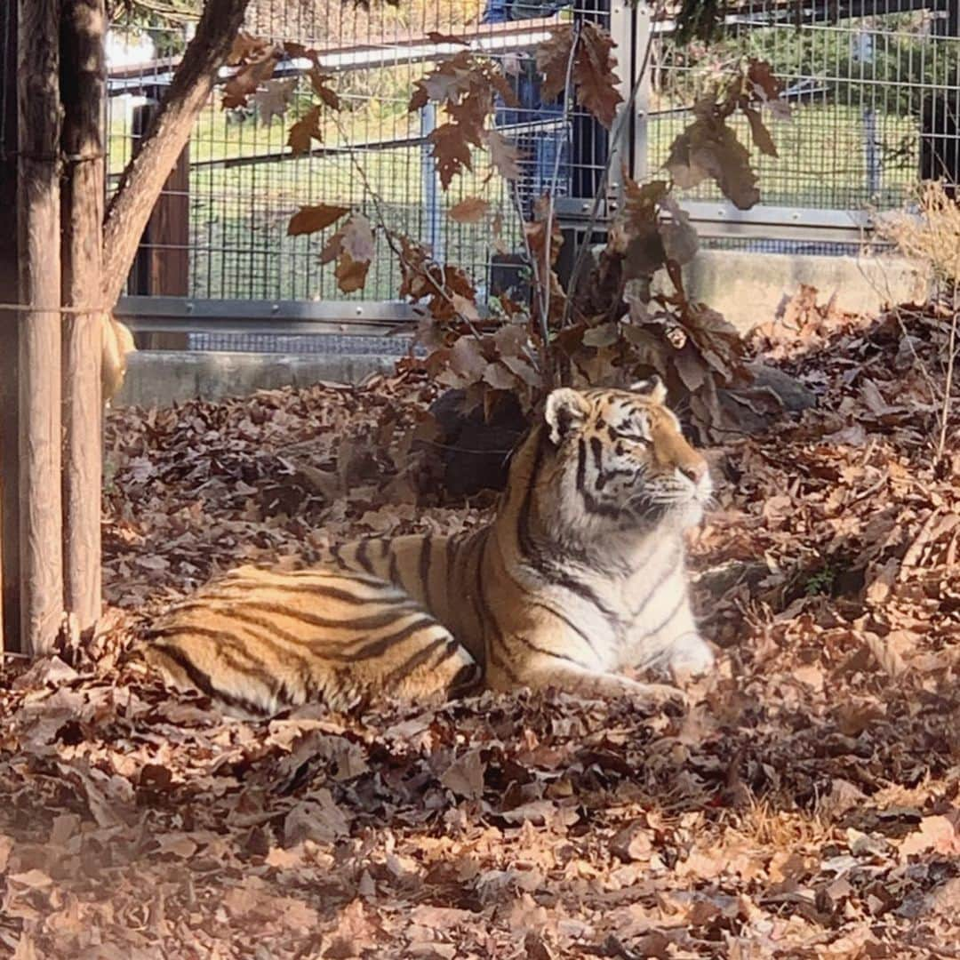 大桃美代子さんのインスタグラム写真 - (大桃美代子Instagram)「一度は来てみたい、旭山動物園。  ゴマフアザラシがサービス精神旺盛で笑ってしまう。  幸せな気持ちにさせたら、勝ち。  廃園の危機から復活させた、  展示の仕方にアイデア満載。  サービスは全方向から、、、の  旭山動物園です。  しかし、一番観察できるのは、、、 人間行動でした。😃 詳しくは、12／2日のブログをごらんくださいね。  プロフィールから飛んでね。 #旭山動物園#笑顔になる#ゴマフアザラシ#旭川#嵐#虎#北極熊 #もぐもぐタイム#北海道#홋가이도 #zoo#funtotrip #タビジョ#地方活性化#hokkaido #visitjapan#genic_mag#一歩先を歩く#地方活性化#旭山 #아사히야마동물원#セカフォト#阪急交通社#一歩先を歩く#世界の動物」11月16日 8時59分 - miyoko_omomo