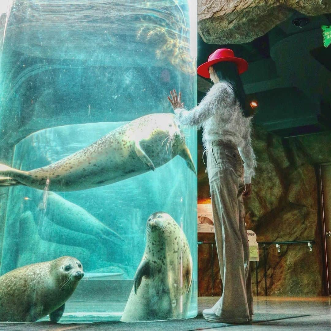 大桃美代子さんのインスタグラム写真 - (大桃美代子Instagram)「一度は来てみたい、旭山動物園。  ゴマフアザラシがサービス精神旺盛で笑ってしまう。  幸せな気持ちにさせたら、勝ち。  廃園の危機から復活させた、  展示の仕方にアイデア満載。  サービスは全方向から、、、の  旭山動物園です。  しかし、一番観察できるのは、、、 人間行動でした。😃 詳しくは、12／2日のブログをごらんくださいね。  プロフィールから飛んでね。 #旭山動物園#笑顔になる#ゴマフアザラシ#旭川#嵐#虎#北極熊 #もぐもぐタイム#北海道#홋가이도 #zoo#funtotrip #タビジョ#地方活性化#hokkaido #visitjapan#genic_mag#一歩先を歩く#地方活性化#旭山 #아사히야마동물원#セカフォト#阪急交通社#一歩先を歩く#世界の動物」11月16日 8時59分 - miyoko_omomo