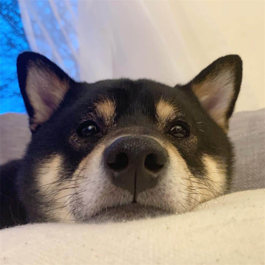 ?Fricko the Shiba Inu?のインスタグラム：「Friday is here yeah yeah! Have a cozy weekend friends 😘😘 🐾 🐾 #Keaton #🐶 #shiba #shibainu #dog #柴犬 #黒柴 #子犬 #shibalovers #shibaholics #dogoftheday #dogslife #weeklyfluff  #dogstagram  #dogscorner #shibapuppy #puppiesofinstagram」