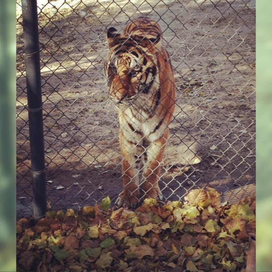 ターニャ・テイトさんのインスタグラム写真 - (ターニャ・テイトInstagram)「#livestream Have you ever witnessed anything amazing in nature that sticks in your mind ? 😻🦁🐯🌍🌳🐿 . . .  Perhaps you remember visiting an area of natural outstanding beauty ? Maybe you've seen animals in the wild whilst on a hike or on safari ? Have you ever climbed a mountain ?  Maybe you had an encounter with a wild animal in your very own garden or local park ? . . .  Did you know I adopt and have adopted Tigers at The Roar Foundation / Shambala Preserve ? . . .  I've been to visit them and they are very beautiful! I have even seen them play and have their dinner . . .  Shambala is a sanctuary, it is home to over 40 big cats including lions, tigers, cougars, leopards, bobcats and servals. All of these animals are the lucky ones that have been rescued - from roadside zoos and from people who thought they could keep them as an exotic pet - they get to live out their lives at the Preserve after confiscation by authorities . . .  Do you know which other wildlife me and Ozzie have seen ? . . .  You can join me today for a family friendly chat on my #youtubelive #stream . . .  Join me here . . . 👉🏻youtube.com/tanyatatetube 👈🏻 . . . ☝🏻Subscribe and Get Notified when I go Live . . .  #TanyaTate #ShambalaPreserve #Shambala #RoarFoundation #BigCatSanctuary #BigCats #LoveRescue #Tiger #QueenTanyaTate 👑」11月16日 0時28分 - tanyatate