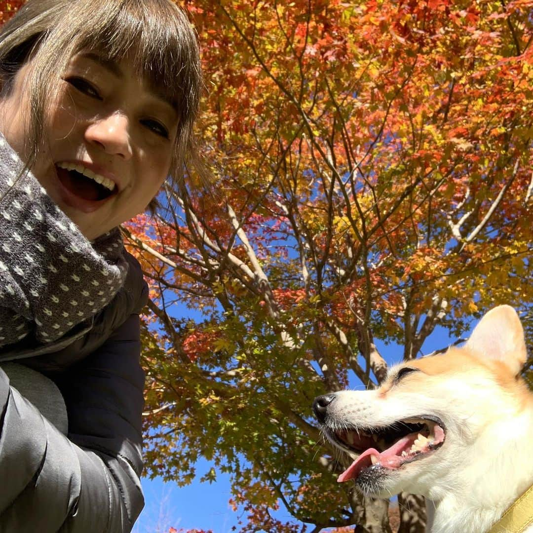 橋本志穂さんのインスタグラム写真 - (橋本志穂Instagram)「赤や黄色の色様々に〜 🍁 本当に癒されます❣️ ヌーイと幸せな秋」11月16日 2時07分 - shihohashimoto3