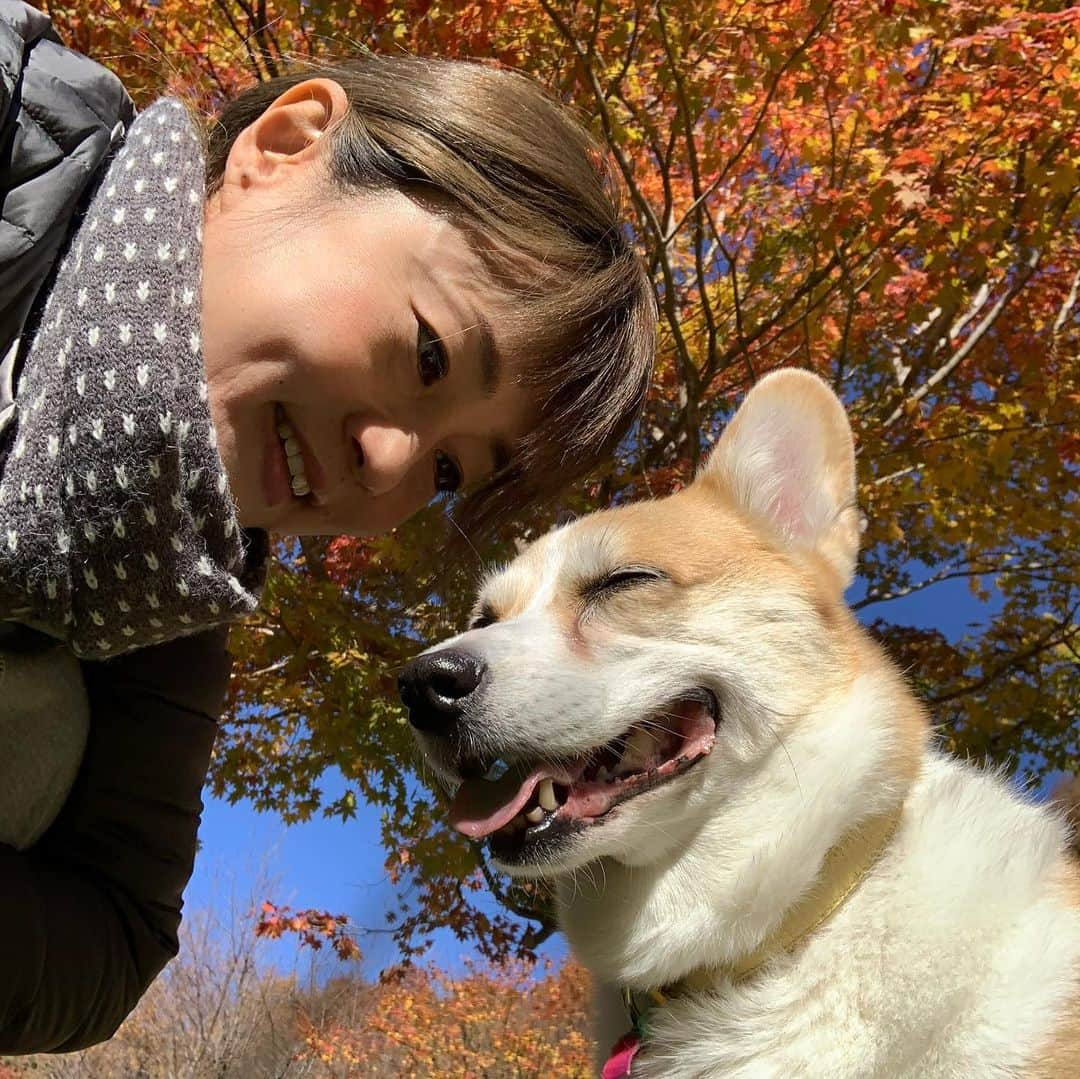 橋本志穂さんのインスタグラム写真 - (橋本志穂Instagram)「赤や黄色の色様々に〜 🍁 本当に癒されます❣️ ヌーイと幸せな秋」11月16日 2時07分 - shihohashimoto3