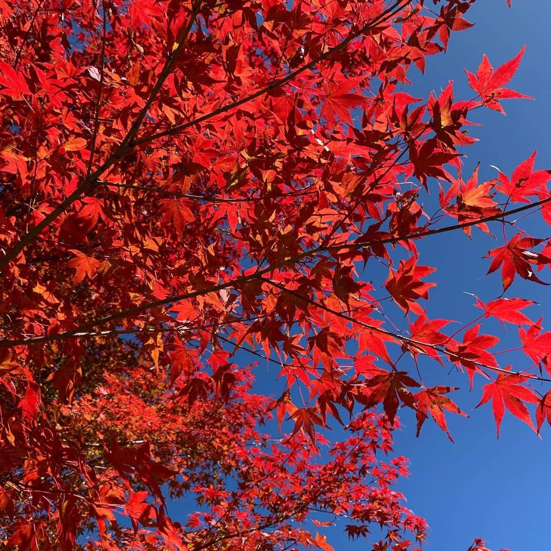 橋本志穂さんのインスタグラム写真 - (橋本志穂Instagram)「赤や黄色の色様々に〜 🍁 本当に癒されます❣️ ヌーイと幸せな秋」11月16日 2時07分 - shihohashimoto3