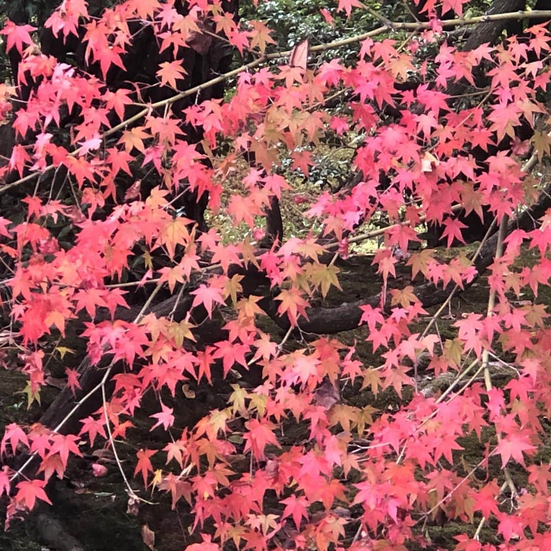 タピエスタイルのグルメインスタ