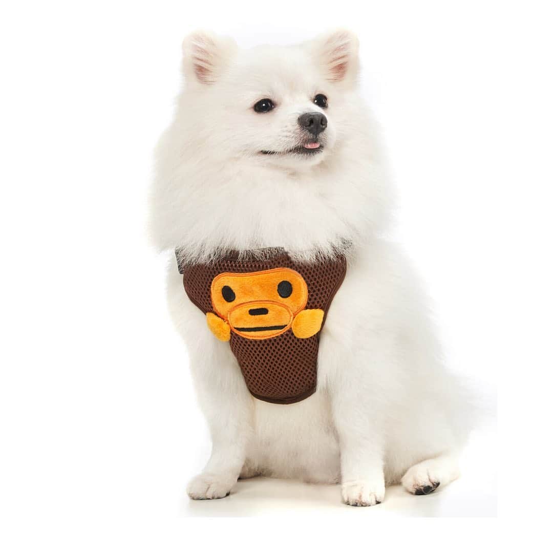 HYPEBEASTさんのインスタグラム写真 - (HYPEBEASTInstagram)「@hypebeaststyle: BAPE and its lovable sidekick Baby Milo are back with an all-new pet line for Winter 2019. The new collection includes a range of soft goods and apparel items to keep your pets happy during the colder months ahead, including sweaters and caps all dressed in BAPE’s signature CAMO and Baby Milo print. A range of pet toys and outdoor products will also be offered up such as a dog bed, foldable mats, leashes and travel bags, balls and dog bones. Sizes for the pet apparel range from S to XL, with prices ranging from $20 USD to $90 USD. All items are available now at select @babymilostore and i.t. locations. Get a full a look at the collection at our bio link.⁠⠀ Photo: @babymilostore」11月16日 4時06分 - hypebeast