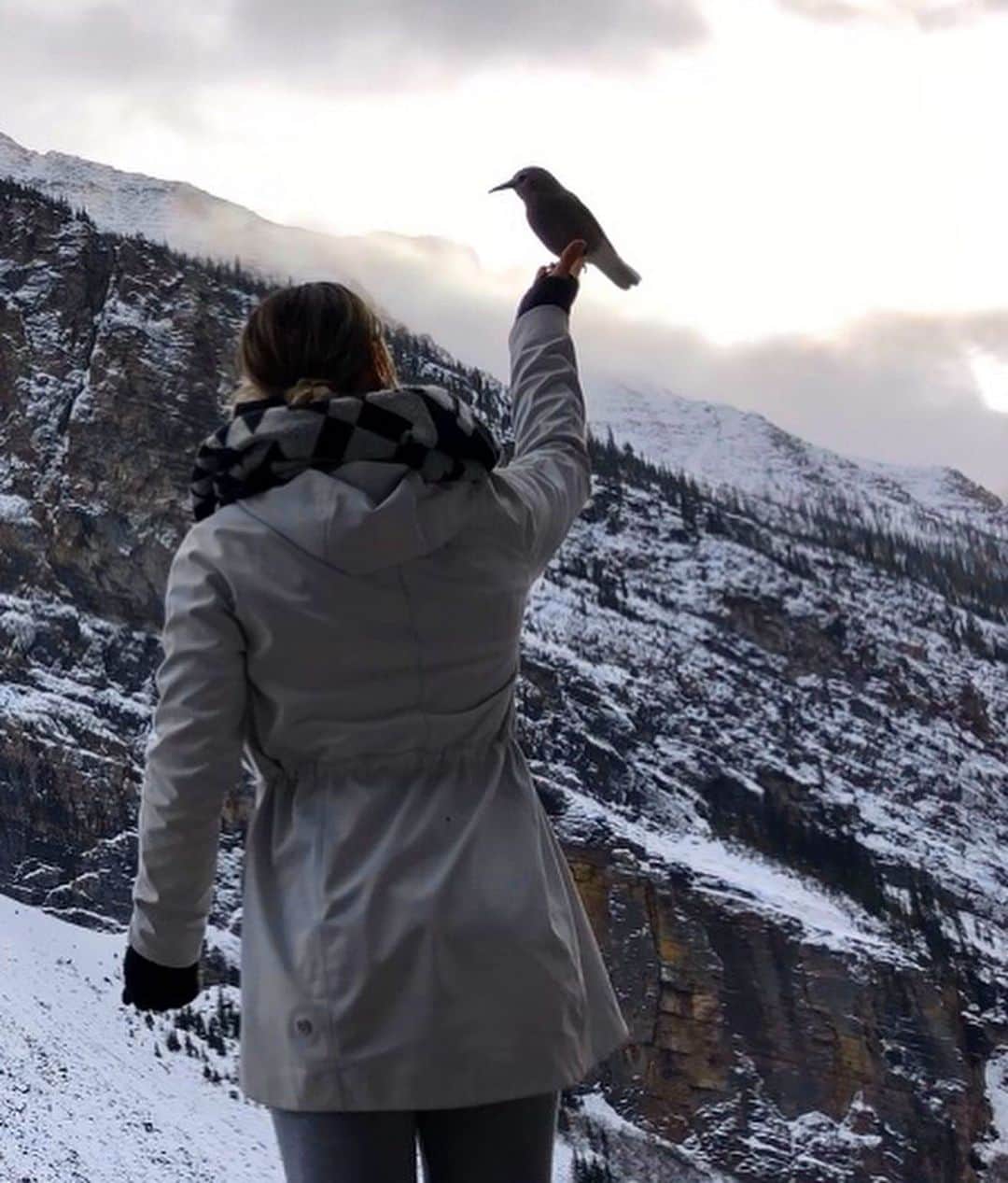 イモージェン・ケアンズさんのインスタグラム写真 - (イモージェン・ケアンズInstagram)「Lake Louise ❄️💙🐦 #lakelouise #alberta #canada #banff #birdlady #birdman」11月16日 4時24分 - imogencairns