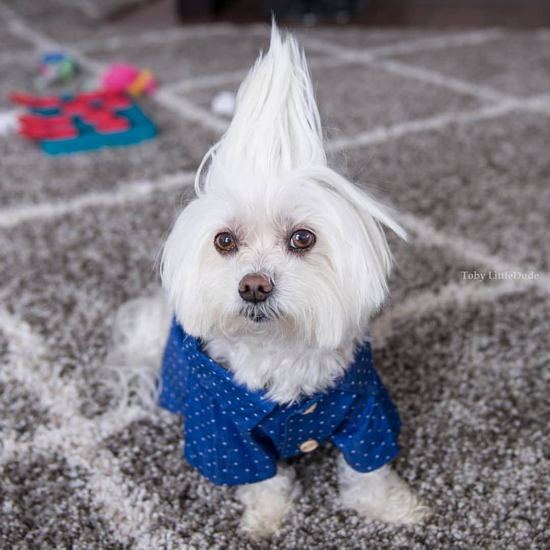 Toby LittleDudeのインスタグラム：「Why fit in when you were born to stand out.」