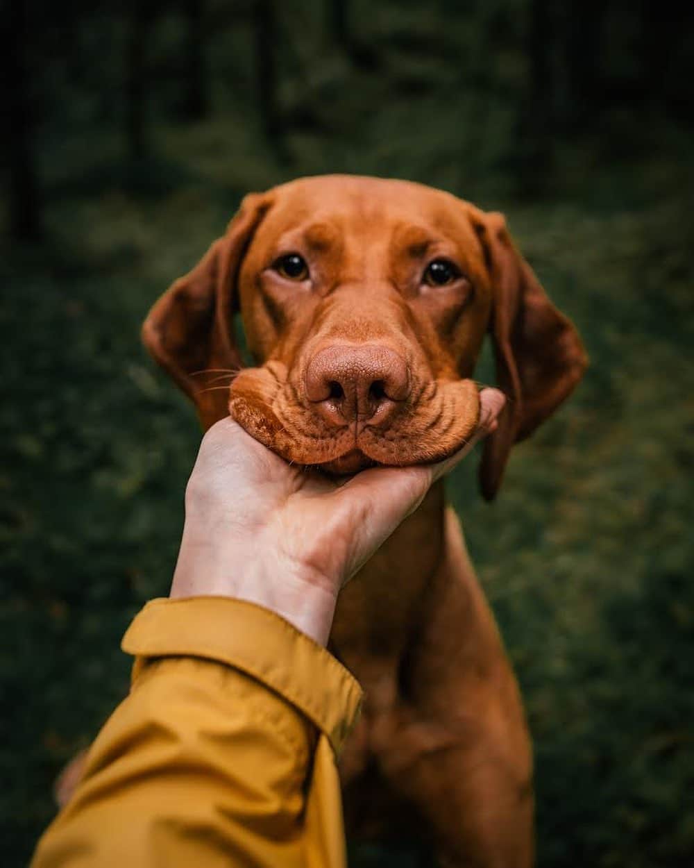 DogsOf Instagramさんのインスタグラム写真 - (DogsOf InstagramInstagram)「"Can I be YOUR reason to smile?” writes @youstaywild  #dogsofinstagram」11月16日 5時47分 - dogsofinstagram
