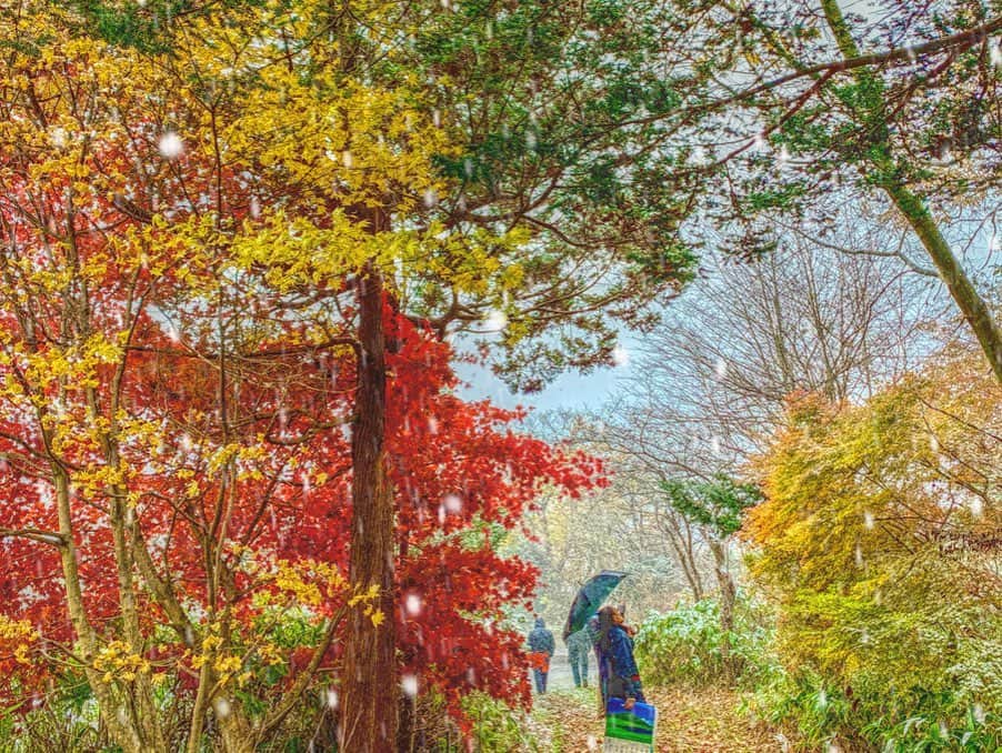 大桃美代子さんのインスタグラム写真 - (大桃美代子Instagram)「紅葉最後に雪が降りました。 「銀の滴降る降る、、、」ここは、  アイヌの森。  アイヌとは、人と言う意味でした。  奇跡の出会いと森に感動。  仕事に感謝。  #北海道#嵐#嵐コンサート#アイヌ#アイヌ文学#くま牧場 #hokkaido #홋가이도 #홋가이도여행 #一歩先を歩く#冬旅#タビジョ#秋の絶景#空好き」11月16日 5時59分 - miyoko_omomo