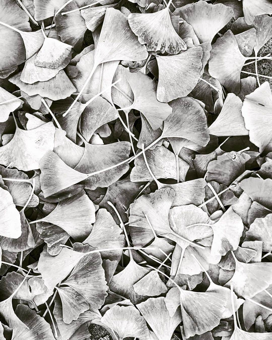 Robert Clarkさんのインスタグラム写真 - (Robert ClarkInstagram)「More Signs of fall, #Ginkgo leaves」11月16日 5時53分 - robertclarkphoto