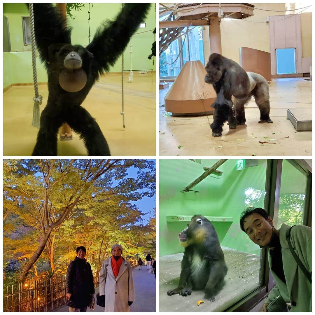 ダチョウ倶楽部さんのインスタグラム写真 - (ダチョウ倶楽部Instagram)「東山動植物園へ  昨日は、1公演終わりで、リーダーが #東山動植物園 へ行ってみたいと言う事で､､､行って来ました。  広くてビックリしました。  お目当ての #フクロテナガザル の叫び声や、#ゴリラ や #コアラ、#紅葉ライトアップ もきれいで、大満足でした。  一緒に行った、舞台のキャストの #山田将之さん ありがとうございました！」11月16日 6時05分 - dachoclub_official