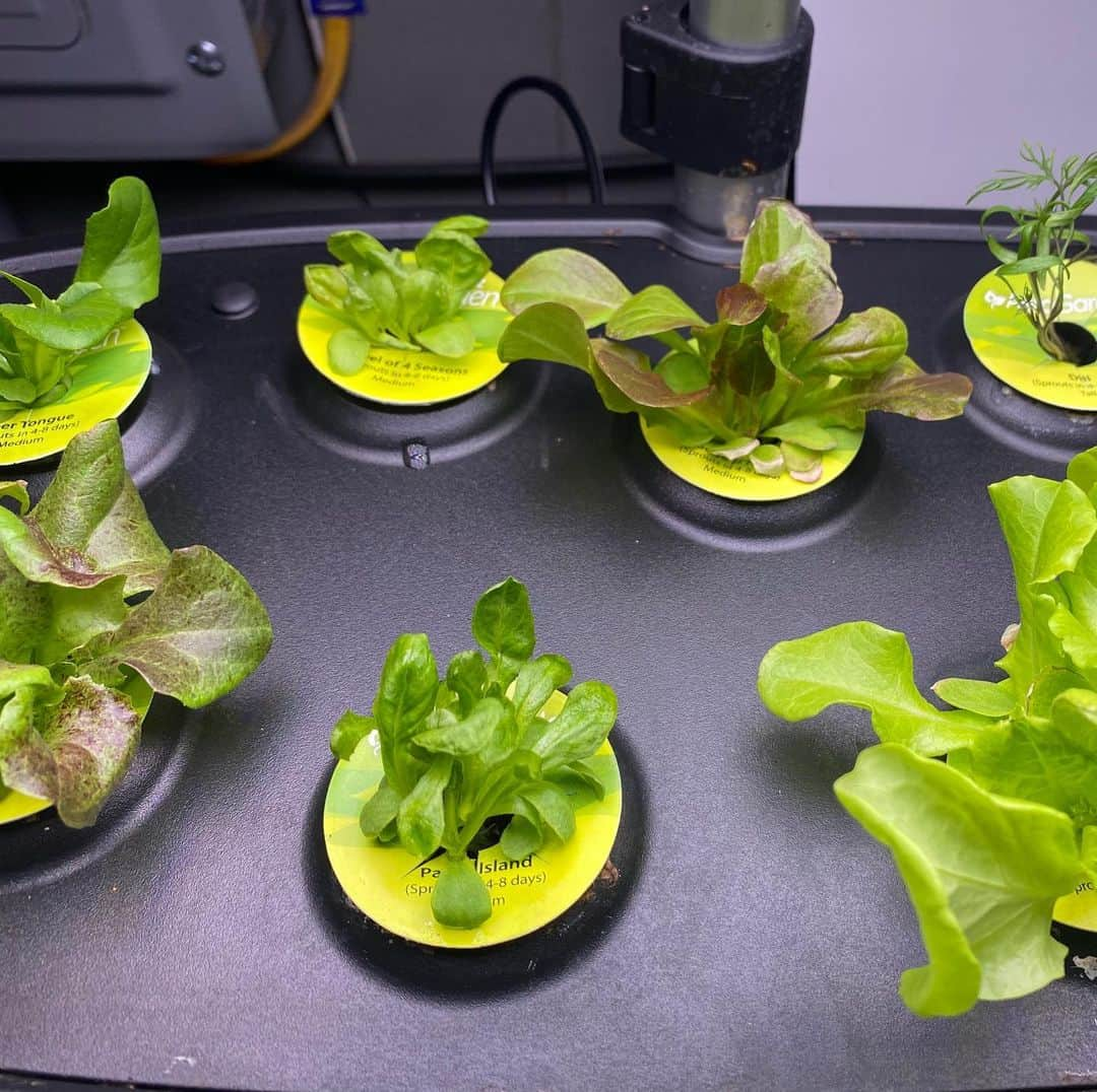 ジミー・ファロンさんのインスタグラム写真 - (ジミー・ファロンInstagram)「So excited about my hydroponic lettuce garden. In three months - I’ll have a fresh bowl of lettuce!!! The Christmas salad!!! #ThingsImInto #TII」11月16日 6時31分 - jimmyfallon