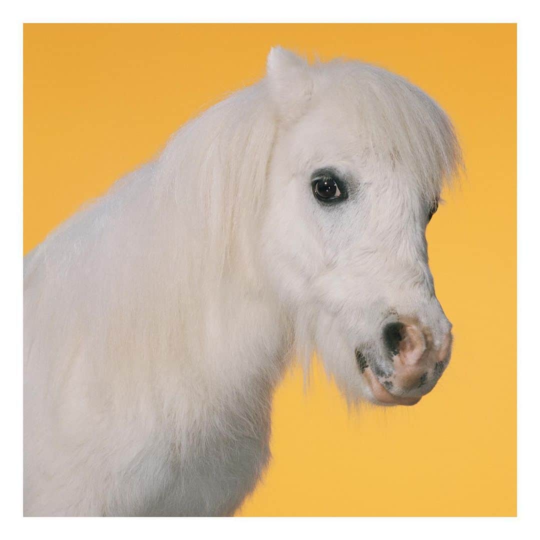 グッチさんのインスタグラム写真 - (グッチInstagram)「Tornado is a charming five-year-old miniature horse. He is confident, adventurous and extremely  intelligent, with a Houdini-like ability to escape from seemingly secure pens. Height: 28 inches.  Favourite food: Donuts. Horse-fact: Works as a professional ring-bearer at weddings. Meet the horses who are among the characters in the #GucciSS20 campaign #ofCourseAHorse shot by @yorgoslanthimos. Tornado is captured in a portrait by @mark_peckmezian, for the campaign created by @alessandro_michele and art directed by @christophersimmonds. #AlessandroMichele」11月16日 7時23分 - gucci