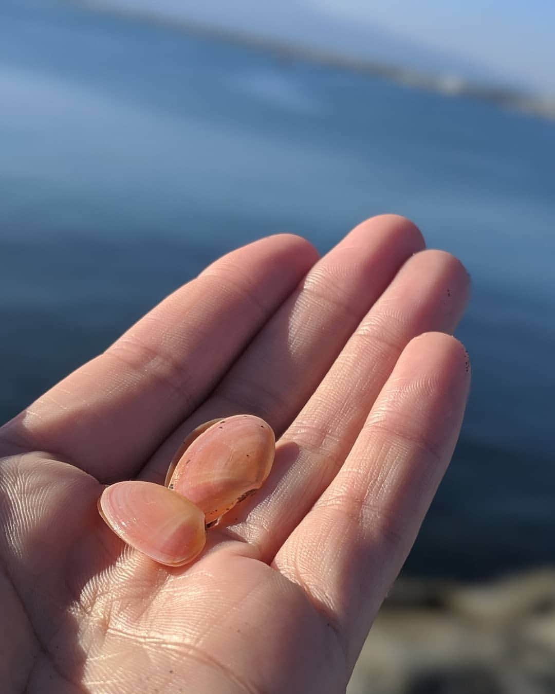 芳美リンさんのインスタグラム写真 - (芳美リンInstagram)「一年中海で遊ぶよー！🌊 謎の宣言。  桜貝を拾った☺ 使いみちを思いつかなかった。 （低い女子力）  もこもこの帽子とざっくりニットがあれば、まだちっとも寒くなんてない！  カモフラのトートは、最近のお気に入り。  さくっと日帰りで岡山行ったときもこれ。  岡山にそれで行くの？と驚かれたけど、  意外とたくさん入るので日帰りならこれで十分でした！☺ #コーデ#pr #トート @dresandmore #dresandmore #キャップ @nakota_official #ナコタ #ニット @anyeeofficial #湘南SUPガール﻿﻿ #SUP#サップ﻿#江ノ島#マリンスポーツ#海好きな人と繋がりたい﻿ #アウトドア #outdoor #beach#旅人#ほっとするひととき_jt」11月16日 17時32分 - lynn.lynn5