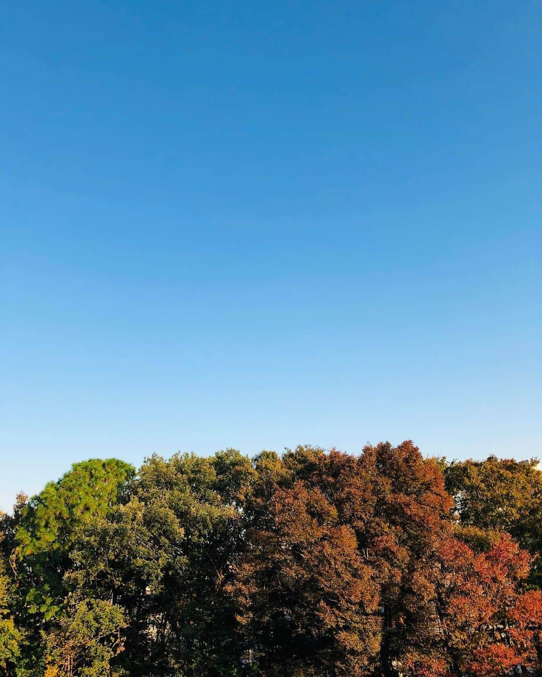 大石翔大さんのインスタグラム写真 - (大石翔大Instagram)「紅葉🍁×青空🔵×オフ石👓」11月16日 17時45分 - shodai_ohishi