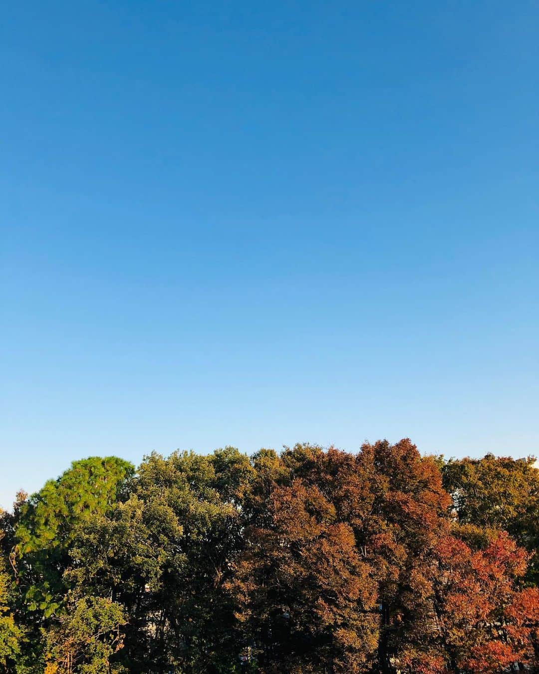 大石翔大のインスタグラム：「紅葉🍁×青空🔵×オフ石👓」