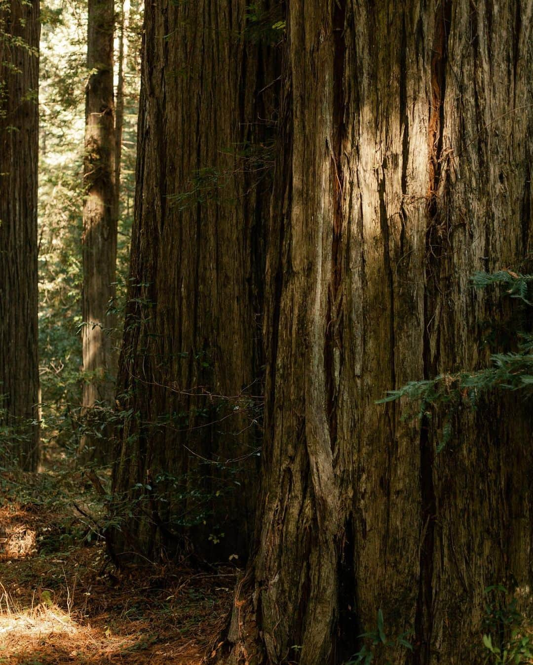 Dara Muscatさんのインスタグラム写真 - (Dara MuscatInstagram)「Visiting redwoods now I can imagine how Star Wars been shot. These trees are amazing, wise elders.✨🙌🏼✨ Теперь, когда я пересматриваю Звёздные Войны 6, я могу представить себе запахи и звуки того леса. Эти деревья - невероятные! Бесконечно уходящие ветвями в небо и корнями в землю, вибрирующие энергией и такие огарочные, что ты не можешь увидеть, где в небе они заканчиваются. Я бегала между ними, ощущая себя как маленький ребёнок, и смеялась. Чувствуя себя так уютно и дома...✨🍂✨」11月16日 18時23分 - daramuscat