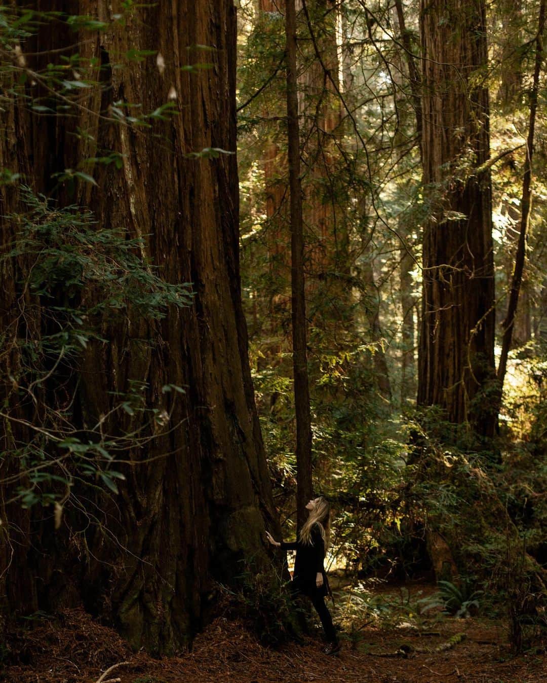 Dara Muscatさんのインスタグラム写真 - (Dara MuscatInstagram)「Visiting redwoods now I can imagine how Star Wars been shot. These trees are amazing, wise elders.✨🙌🏼✨ Теперь, когда я пересматриваю Звёздные Войны 6, я могу представить себе запахи и звуки того леса. Эти деревья - невероятные! Бесконечно уходящие ветвями в небо и корнями в землю, вибрирующие энергией и такие огарочные, что ты не можешь увидеть, где в небе они заканчиваются. Я бегала между ними, ощущая себя как маленький ребёнок, и смеялась. Чувствуя себя так уютно и дома...✨🍂✨」11月16日 18時23分 - daramuscat