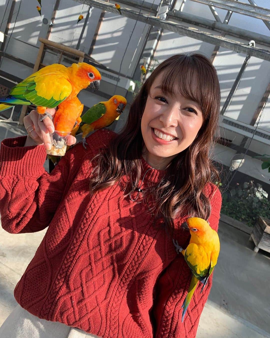 森美紅のインスタグラム：「昨日は#掛川花鳥園 にお邪魔してきました！カラフルな鳥たちは綺麗で人懐っこくて可愛いんですが…一斉に私めがけて(餌めがけて)飛んでくるのには毎回びっくりしてしまいます😳 首と肩に力入ってる🤣笑  #くすぐる #テレビ愛知 #掛川花鳥園 #バードショー #森美紅」