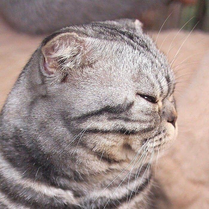 Shishi-maruのインスタグラム：「🐱ねこのきもちWEBMAGAZINE にて、猫エッセイが更新されました。今回は「姉さん亀とししまる」のお話です🐈是非お楽しみ下さい。 【渋ネコししまるさん】#21 ｜ねこのきもちWEB MAGAZINE https://cat.benesse.ne.jp/withcat/content/?id=47242 🐱My essay about Shishi-maru is serialized in a weekly magazine:) ーーーーーーーーーーーーー 🌺「渋ネコ ししまるさん」ねこのきもちWEB MAGAZINE にて毎週金曜日エッセイの連載中 ーーーーーーーーーーー 📕「ぷっちねこ。」「3匹のちいさな猫を召喚できたなら」「ちいさな猫を召喚できたなら」徳間書店より単行本発売中 ーーーーーーーーーーー ⭐︎ねこ漫画→@tacos_cat 🌺Twitter →@taco_emonemon ーーーーーーーーーーー」