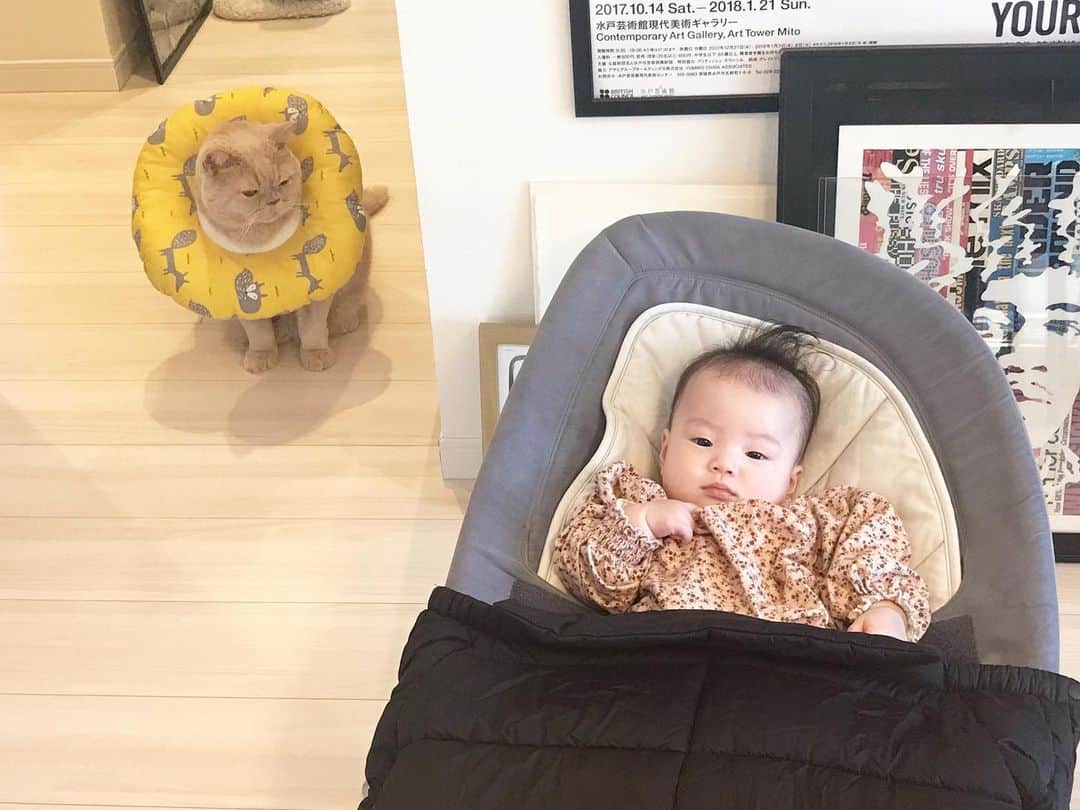 濱中鮎子のインスタグラム：「見守り隊長ありがとう！  #チャイ坊とお嬢 #チャイ坊の子守録  #saturdaymorning」