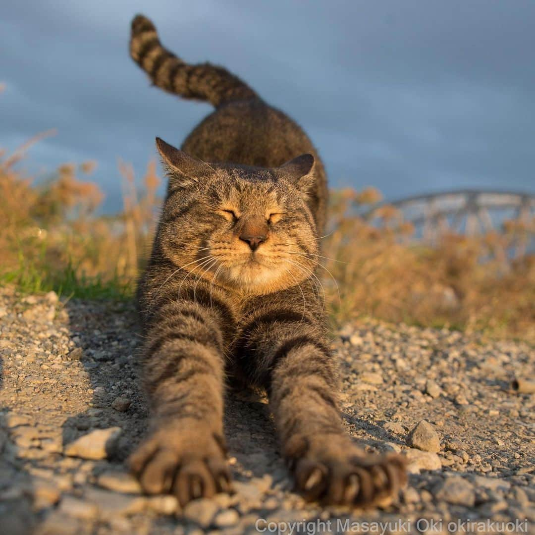 Masayukiさんのインスタグラム写真 - (MasayukiInstagram)「Warm-up time  #cat #ねこ #しっぽ脱力」11月16日 10時48分 - okirakuoki